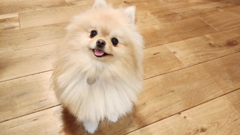 脱毛症状で「甲状腺機能低下症」が疑われ、ホルモン療法を続けた4ヶ月間の記録