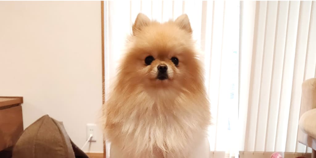 「あれ？」違和感放置で大量のフケが発生！知らないうちに進行していた、ぽぽちの脱毛症状について