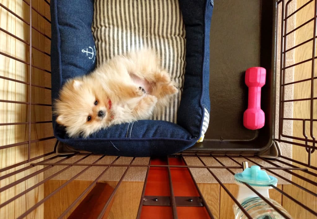 【お迎え編】ぽぽちがついに我が家にやってきた！まず始めに準備したアイテム８選をご紹介します