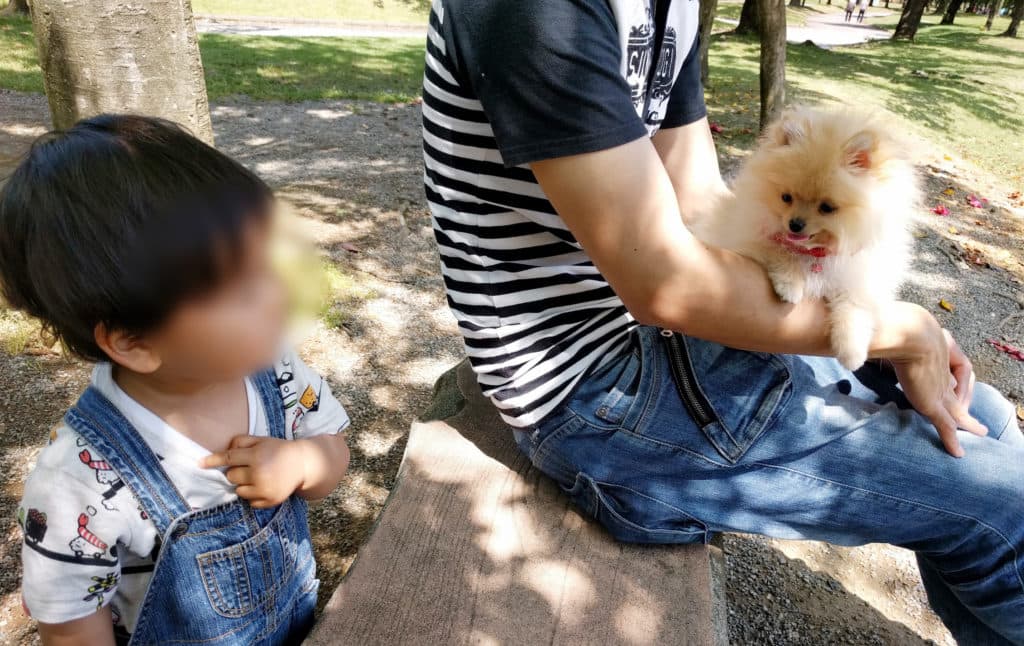 【社会化期】ワクチン前の子犬をお外抱っこでトレーニング！ぽぽちの幼少期の過ごし方と、失敗した実家のケース。