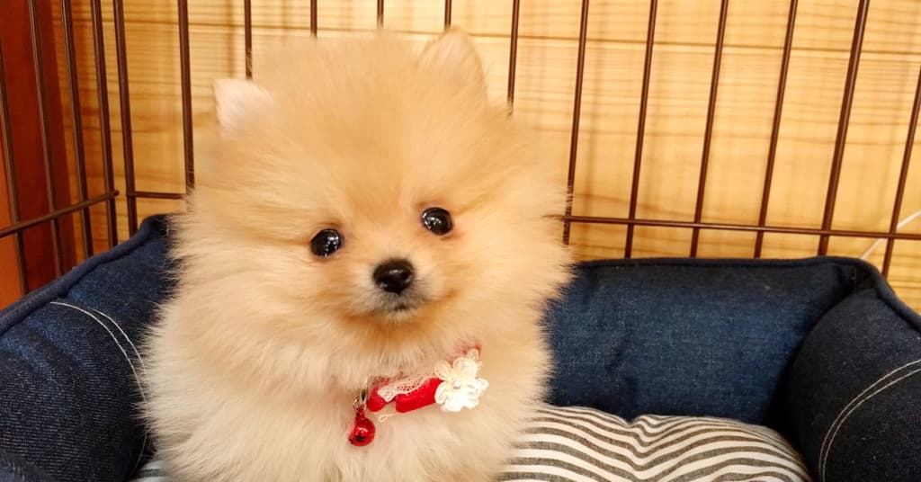 【出会い編】幼児がいるのに子犬をお迎えしても本当に大丈夫？ぽぽちのお迎えを決意したきっかけ。