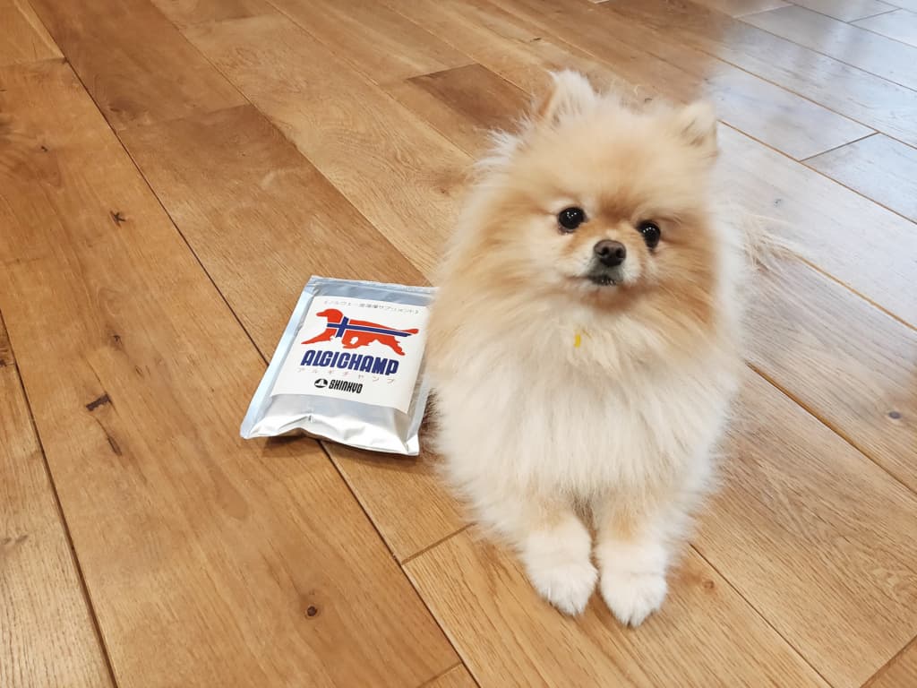 ポメハゲに効く？サプリメント「アルギチャンプ」を２ヶ月飲み続けて感じた効果。内容成分についてとことん調べてみました。