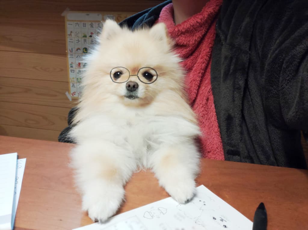 ペット保険に申し込んだらまさかの「引き受け拒否」！そもそもペット保険って必要なのか？本気で考えてみた。