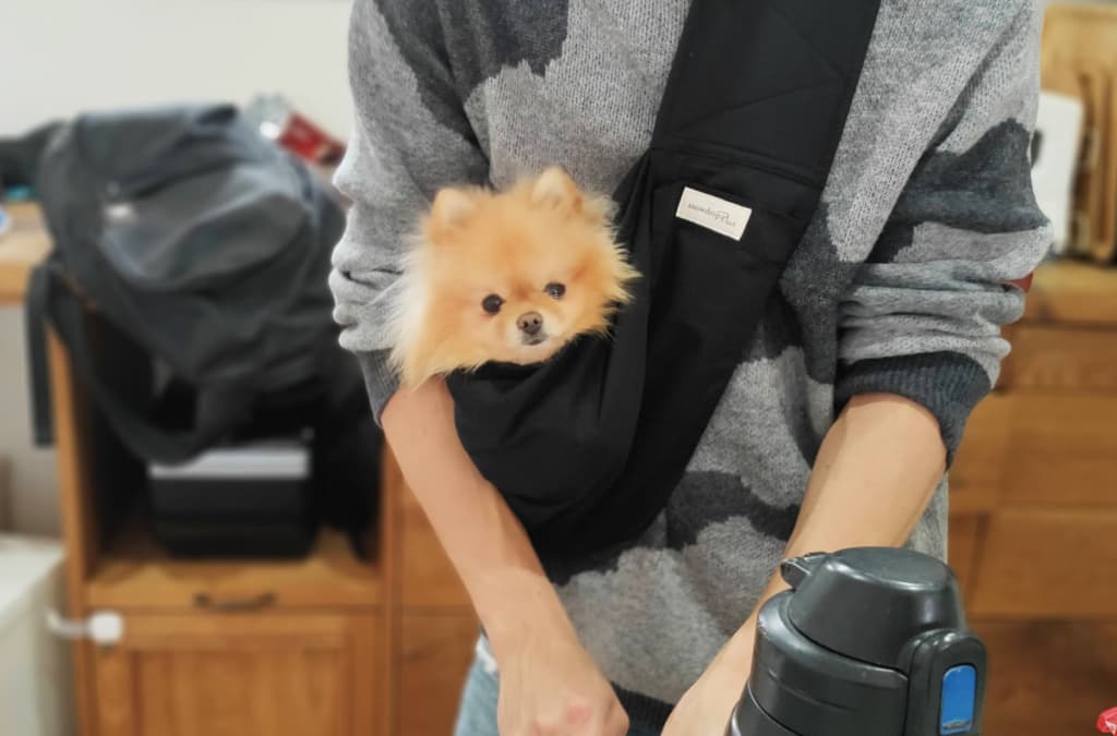 アウトレットも楽々！人が多い危険な場所から小型犬を救出する神アイテム【犬用スリング】レビュー