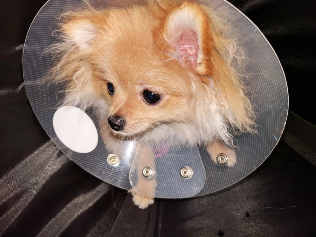 全身麻酔で亡くなる確率は意外と高い…それでも決断したぽぽちの避妊手術。そのメリットと体験談