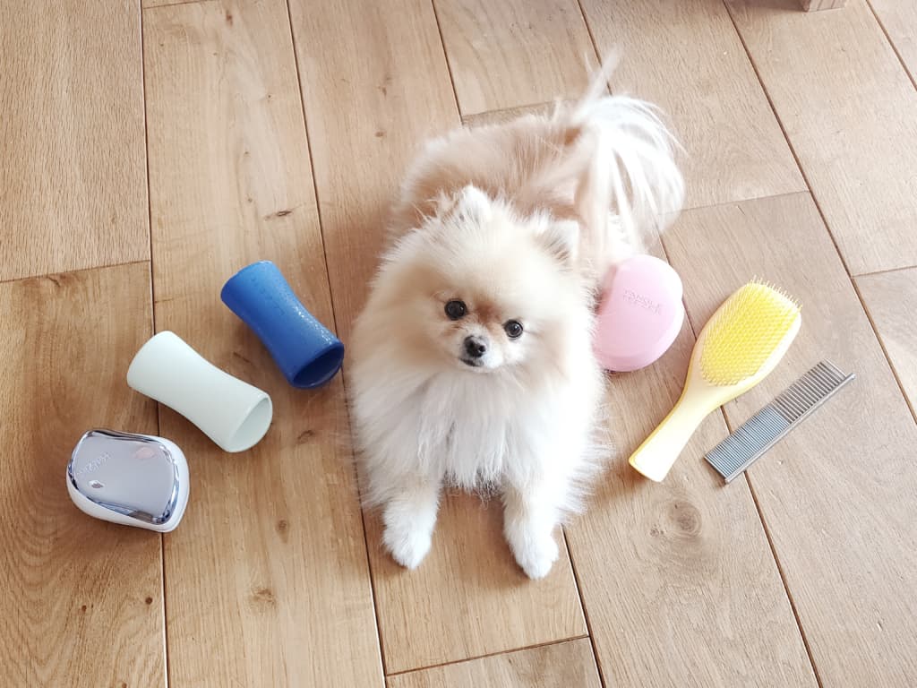 【抜け毛大収穫祭】ブラッシングが苦手な子におすすめ！“ペットティーザー”