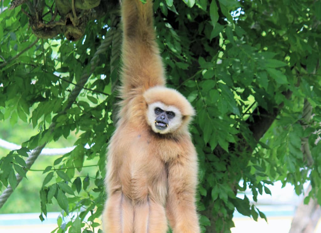 ポメラニアンの“猿期”とは？我が家の【もふもふ大変遷】を写真たっぷりでお届けします！