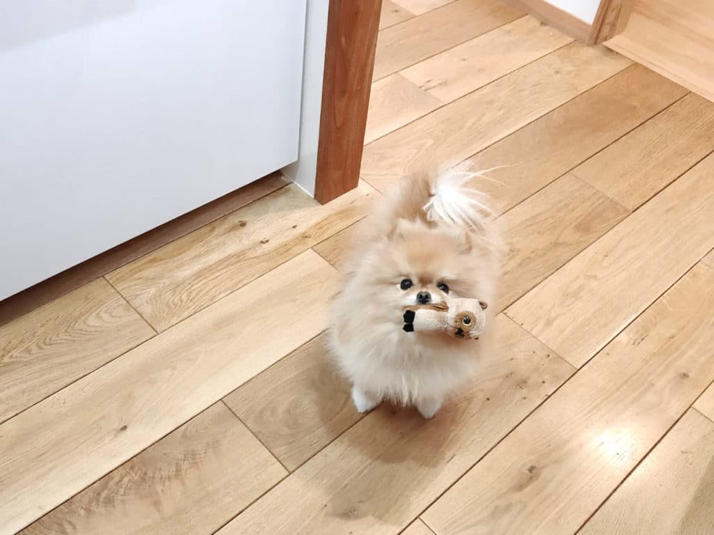 ポメハゲの救世主「ミラコート」が製造中止！？代わりのサプリメントを探しました！