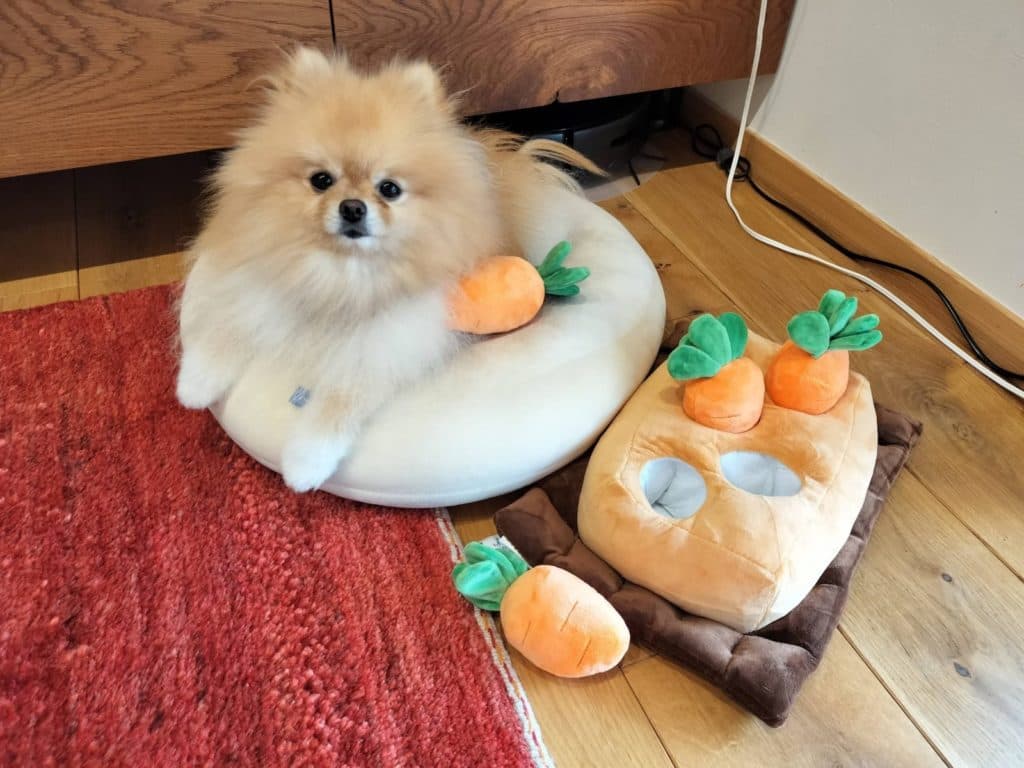 【モニター】愛犬の遺伝子検査キット「ウィッチワンGENE」を受けてみた