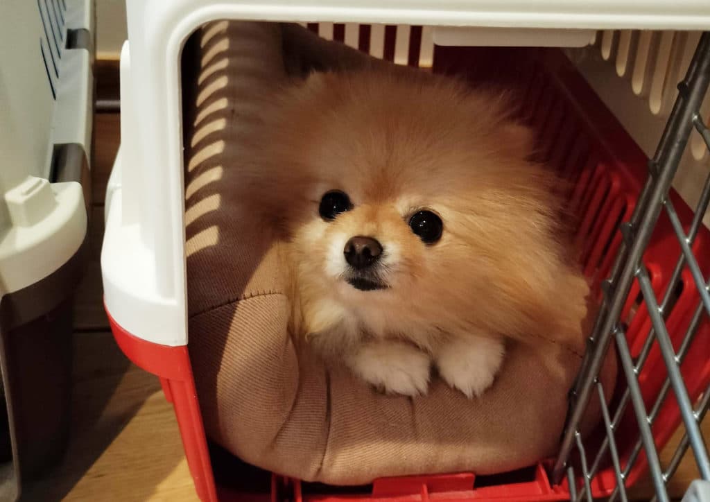 地震のショックでペットが神経質に…アニマルコミュニケーションを受けてわかった愛犬の気持ち［全文公開］