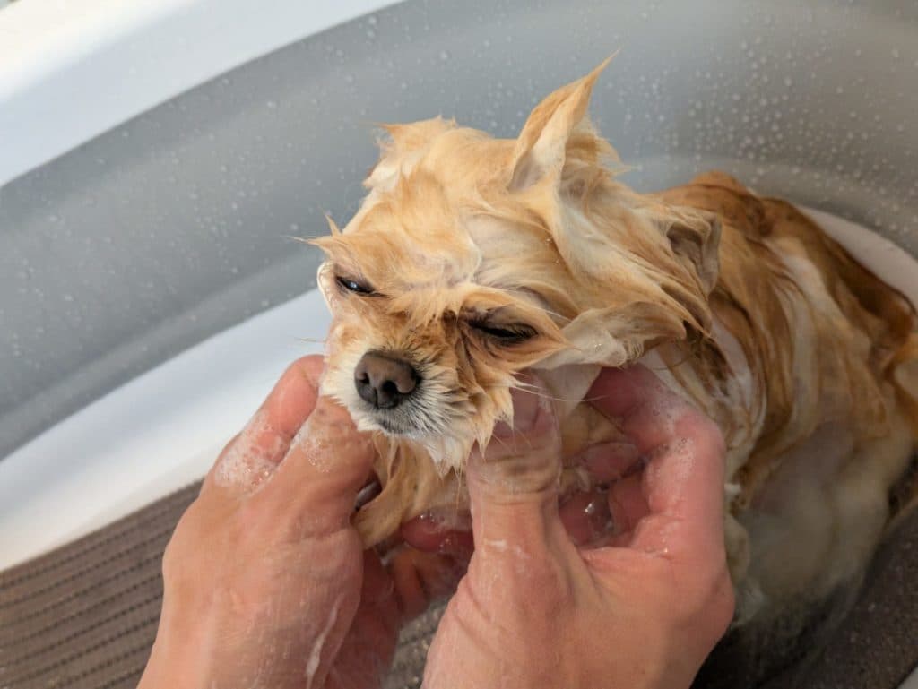 腰痛も解消！愛犬のシャンプーが楽しくなるシャンプー台を導入しました