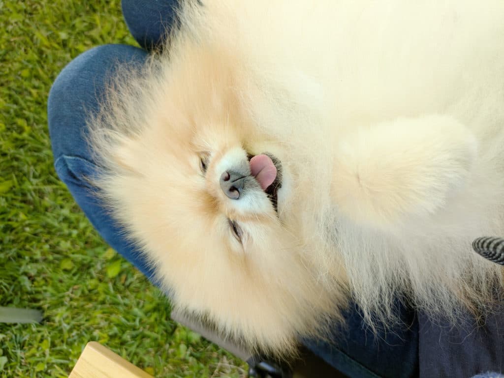 ポメハゲ（アロペシアX）情報まとめ｜体験談・おすすめ対策・グッズ・病院ガイド