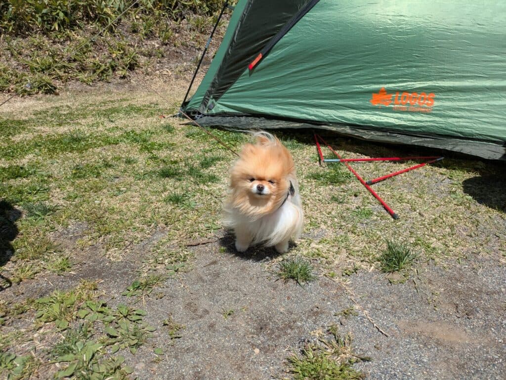 【乗鞍BASE いがやレクリエーションランドレポ】春の高原アクティビティ満喫！強風に泣いた1泊2日のキャンプ体験【犬連れ＆子連れ】