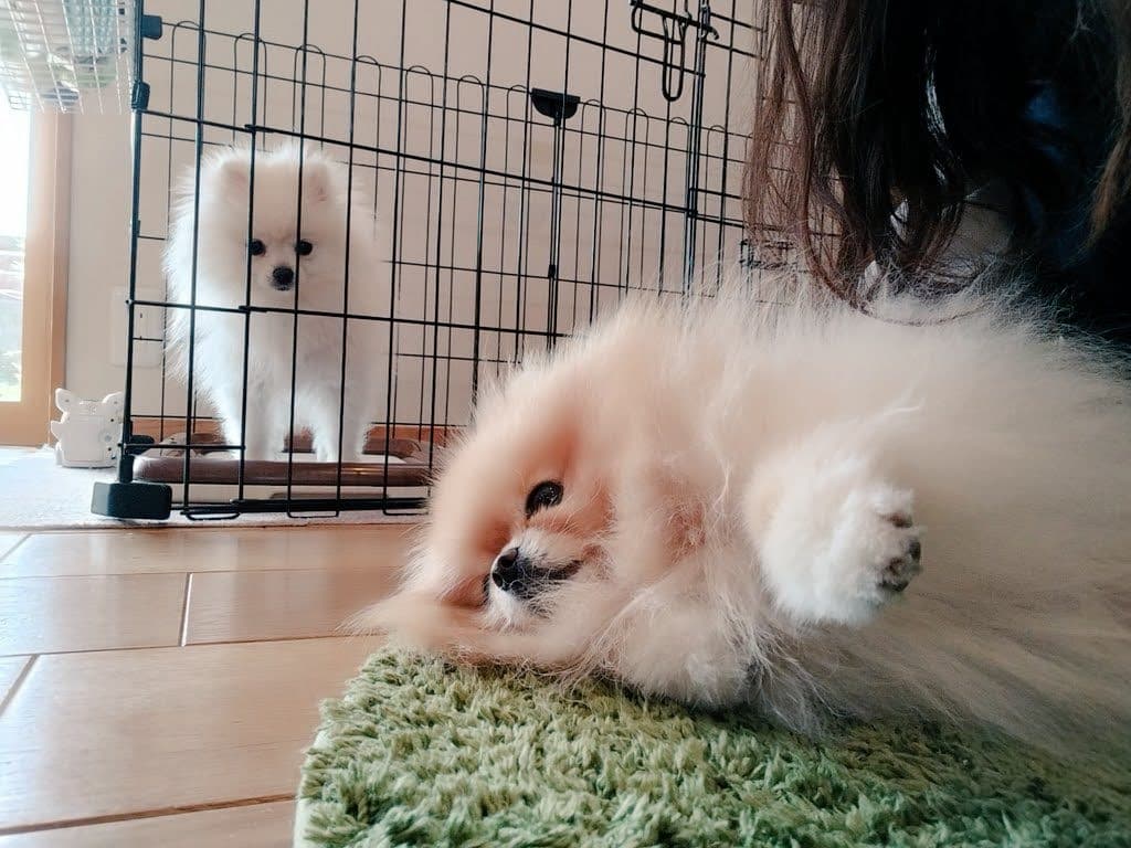 ぱぴちをお迎えするまでの話――2匹目って、どうやって決めるの？