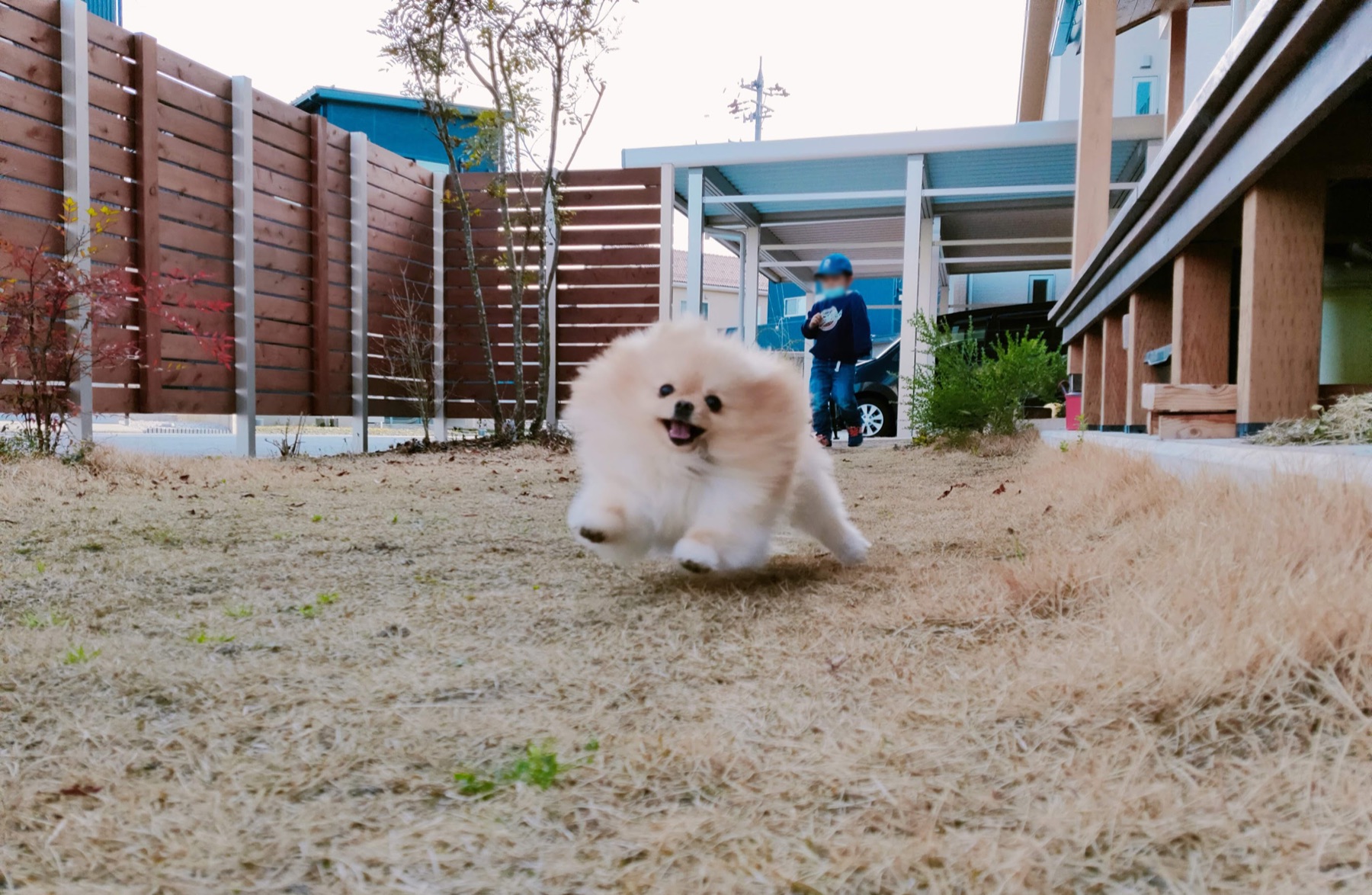走るぽぽち
