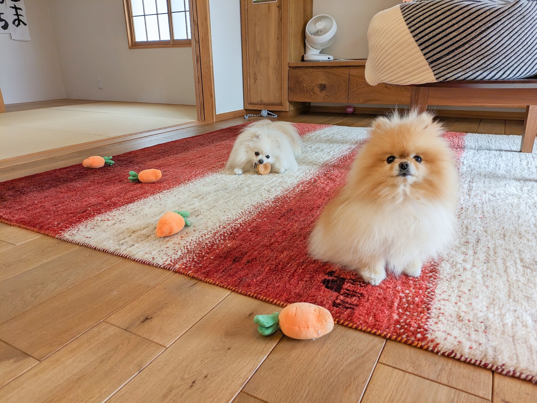 おうちのぽぽちとぱぴち