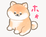 柴犬さんの反抗期