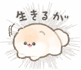 やる気のないポメラニアン・ぽぽち2