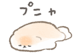 やる気のないぽぽち