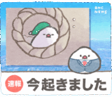文鳥ニュース