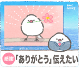 文鳥ニュース