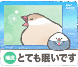文鳥ニュース