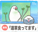文鳥ニュース